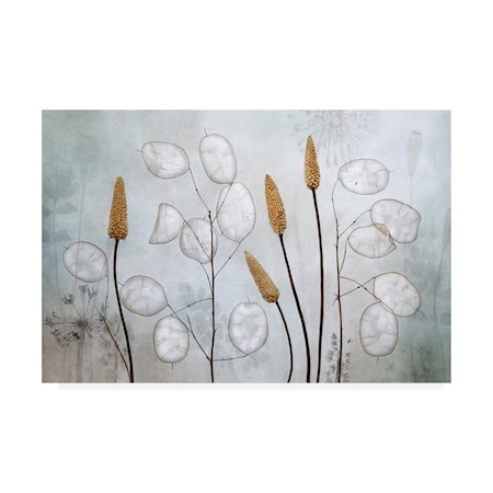Mandy Disher 'Lunaria' Canvas Art,22x32